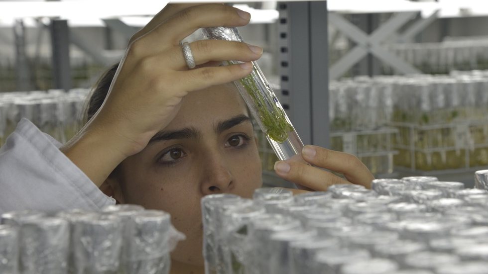 O concurso da Embrapa possibilita a isenção da taxa de inscrição. - Foto: Foto: Wilson Dias/Agência Brasil via Fotos Públicas