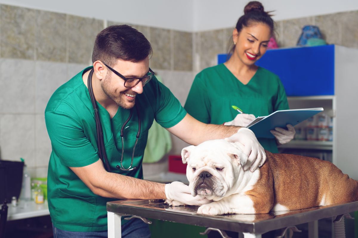 medvet